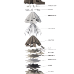 Arch 551 diagram